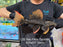 * Pleco * Pseudacanthicus Pirarara (L25 Sao Felix 7 Pointer) 30cm #25SF27 (Actual piece)
