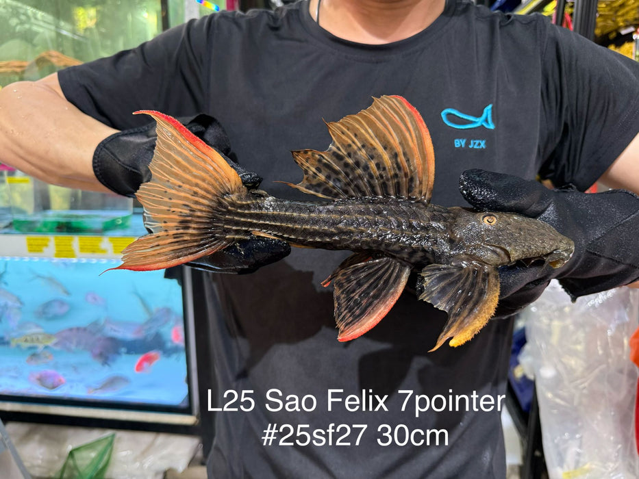 * Pleco * Pseudacanthicus Pirarara (L25 Sao Felix 7 Pointer) 30cm #25SF27 (Actual piece)