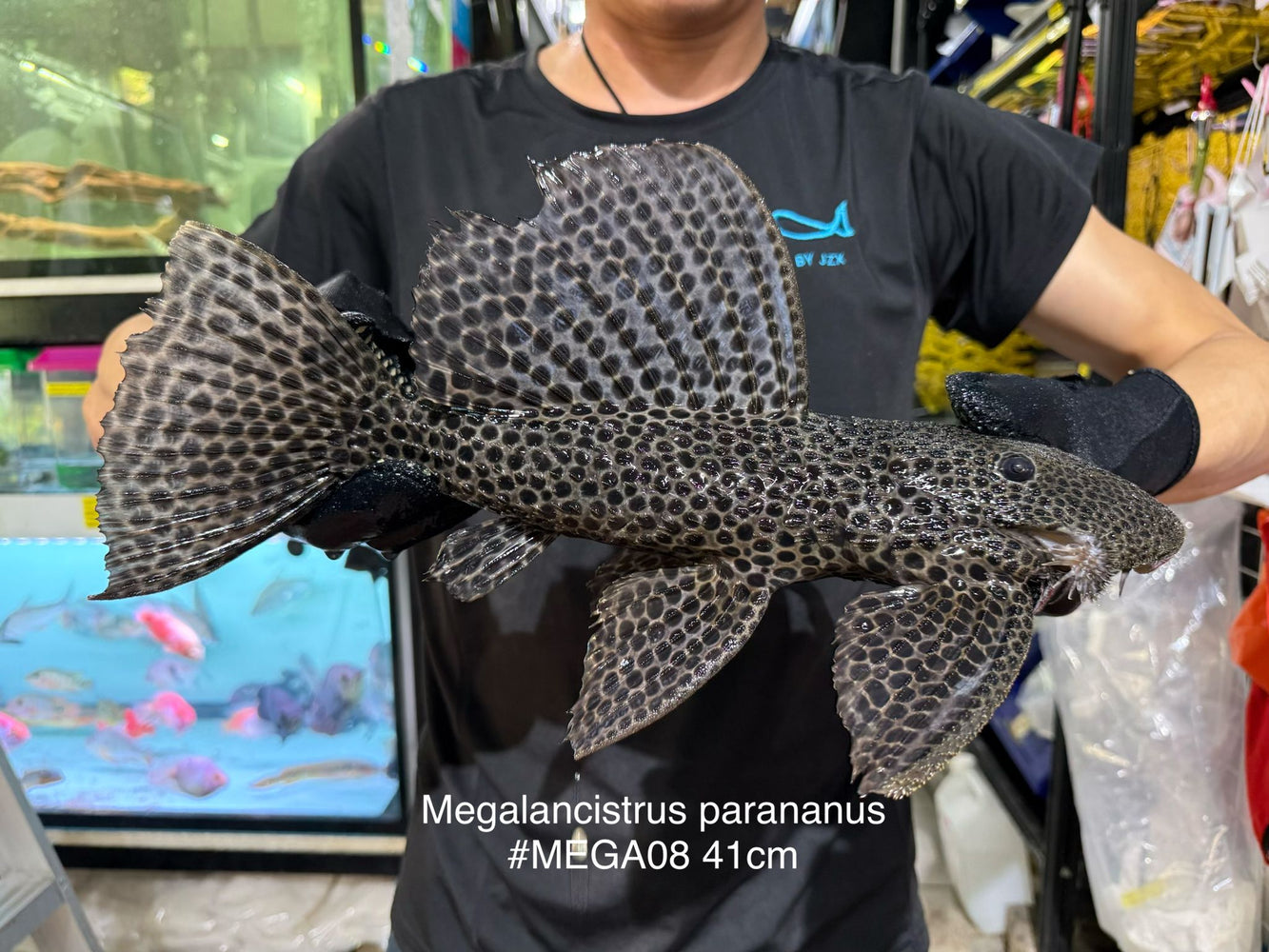 * Pleco *  Megalancistrus parananus #MEGA08 41cm (Actual piece)
