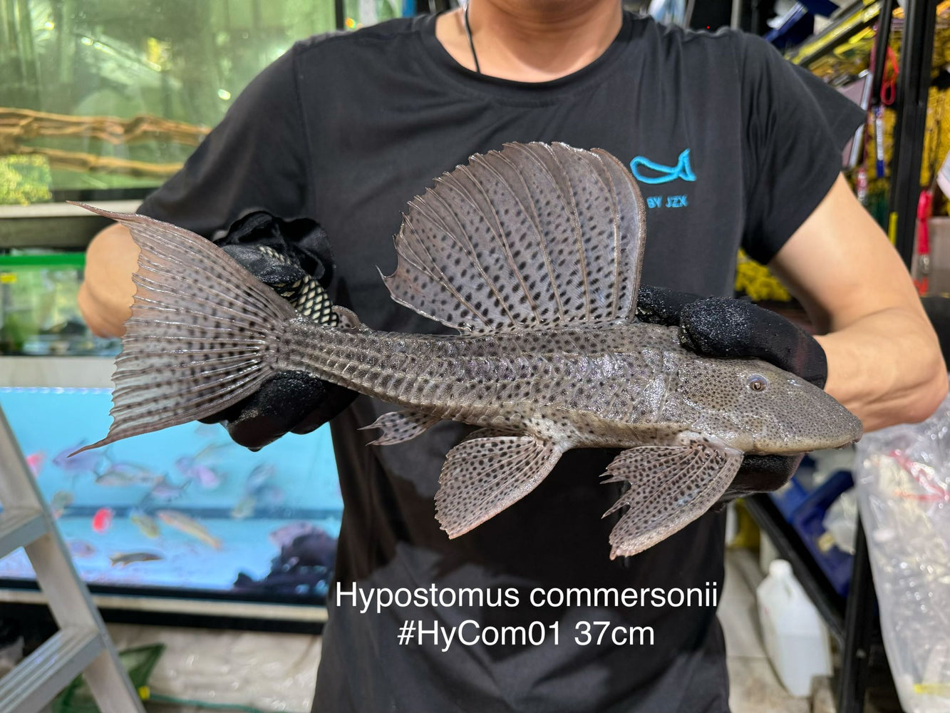 * Pleco *  Hypostomus Commersoni 37cm #HYCOM01 (Actual piece)