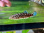 * Other Species * Gastromyzon sp. Rainbow Tiger Blue Borneo Sucker) 5-6 cm