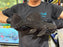 * Pleco * Pseudacanticus sp. L380 “Gurupi” 27-30cm