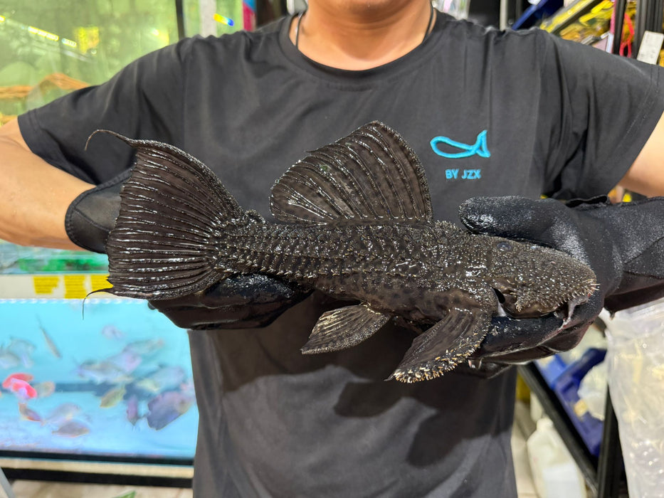 * Pleco * Pseudacanticus sp. L380 “Gurupi” 27-30cm