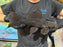 * Pleco * Pseudacanticus sp. L380 “Gurupi” 27-30cm
