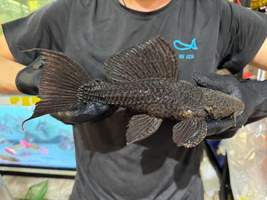 * Pleco * Pseudacanticus sp. L380 “Gurupi” 27-30cm