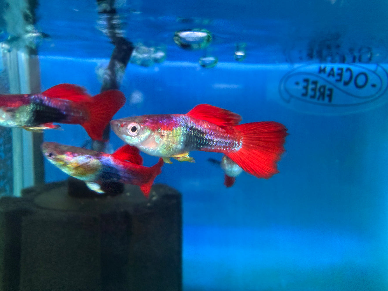 * Livebearers *  Tuxedo Fantail Guppy