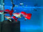 * Livebearers *  Tuxedo Fantail Guppy
