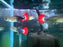 * Livebearers *  Tuxedo Fantail Guppy