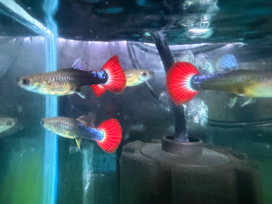 * Livebearers *  Tuxedo Fantail Guppy