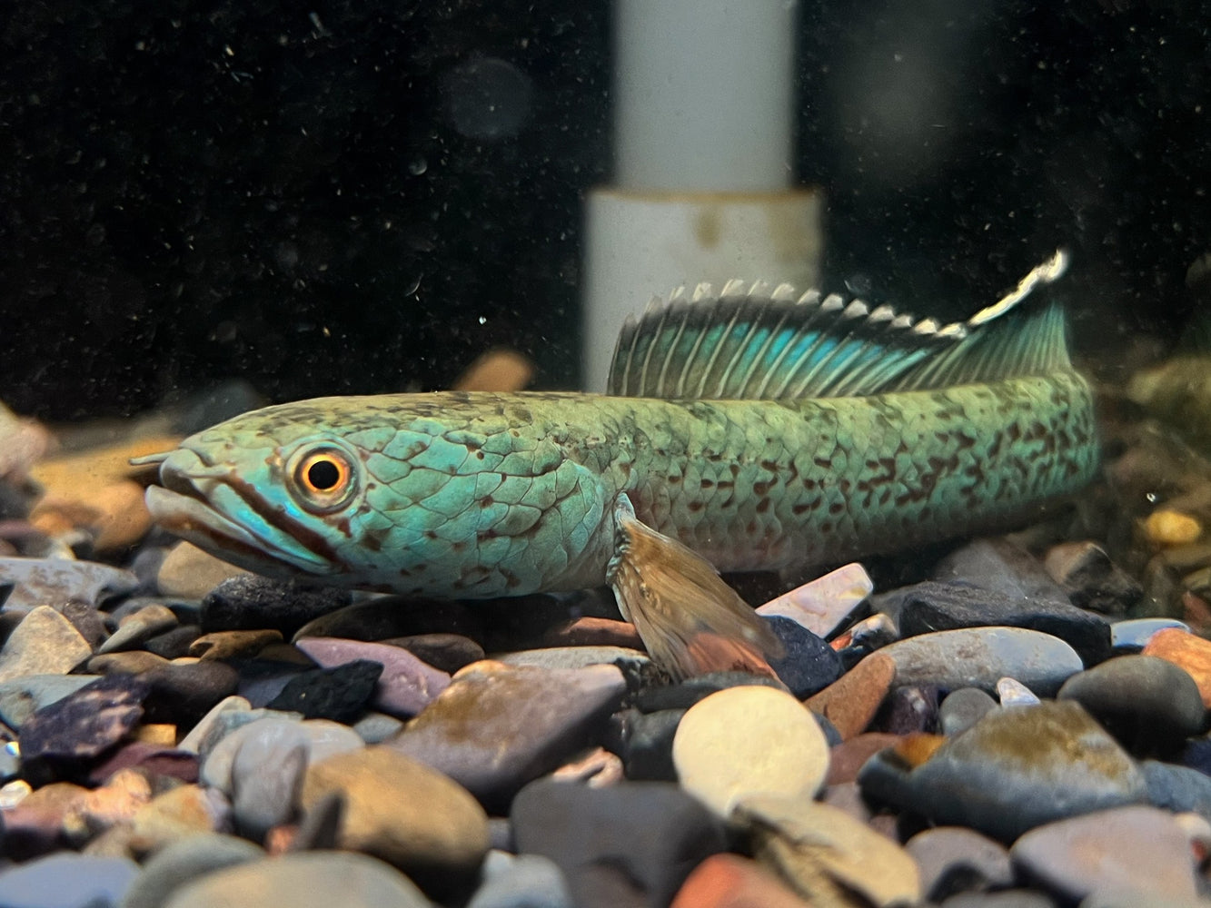* Other Species * Channa aristonei 8-10 cm (Red Mosaic Snakehead)