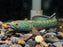 * Other Species * Channa aristonei 8-10 cm (Red Mosaic Snakehead)