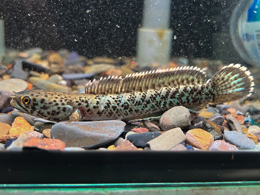 * Other Species * Channa pardalis "sp. Insane" 8-10 cm (Meghalaya Leopard)