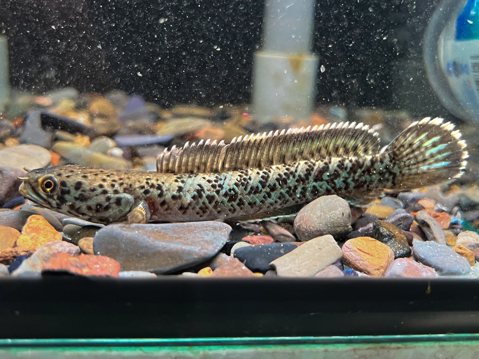 * Other Species * Channa pardalis "sp. Insane" 8-10 cm (Meghalaya Leopard)