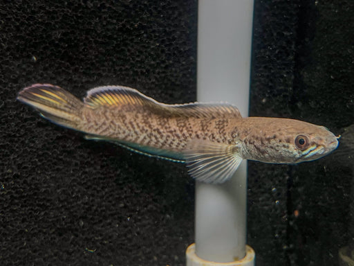 * Other Species * Channa pomanensis 8-10 cm (Emerald Green Snakehead)