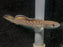 * Other Species * Channa pomanensis 8-10 cm (Emerald Green Snakehead)
