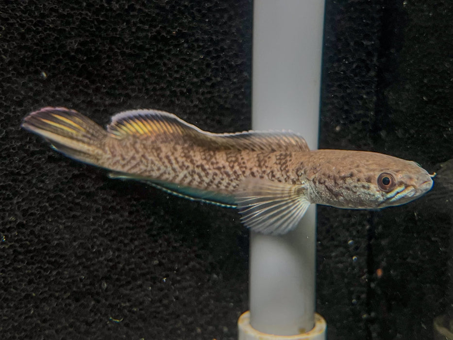* Other Species * Channa pomanensis 8-10 cm (Emerald Green Snakehead)
