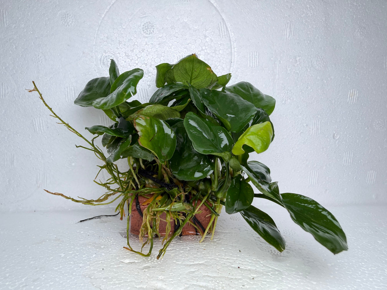 * Plants * Anubias Coin on Rock #23