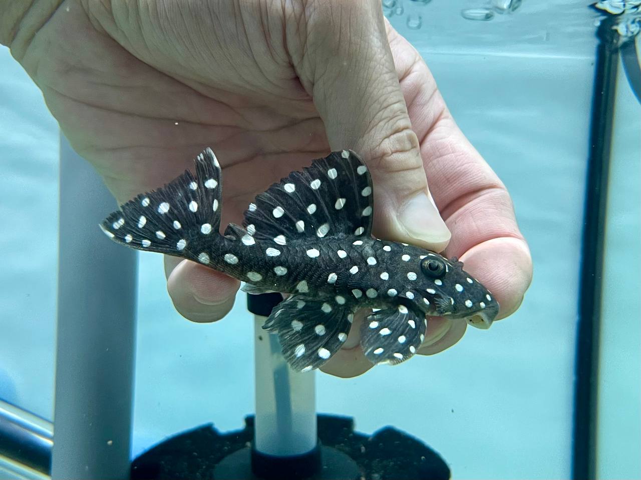 * Pleco *  LDA33 8-10cm
