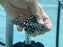 * Pleco *  LDA33 8-10cm