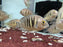 * Cichlids * Etroplus canarensis (Canara Pearlspot cichlid)