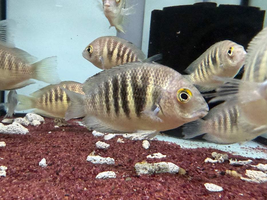 * Cichlids * Etroplus canarensis (Canara Pearlspot cichlid)