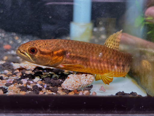 * Other Species * Erythrinus sp orinoco (Flame wolf fish) 12-15cm