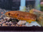 * Other Species * Erythrinus sp orinoco (Flame wolf fish) 12-15cm
