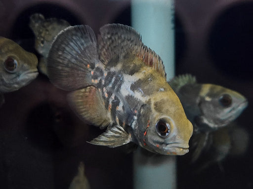 * Cichlids * Astronotus Ocellatus “Marajo” 6-8cm