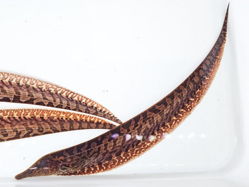 * Other Species * Rhamphichthys rostratus (Trumpet Knifefish) 12-15cm