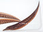 * Other Species * Rhamphichthys rostratus (Trumpet Knifefish) 12-15cm