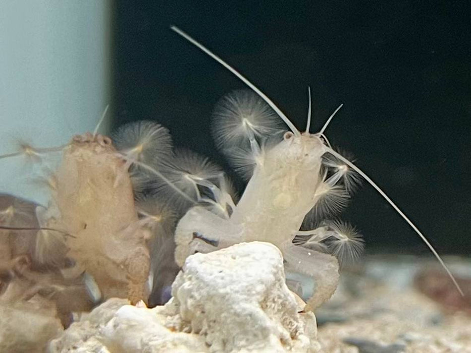 * Shrimps *  Atya gabonensis (Blue Cameroon shrimp)