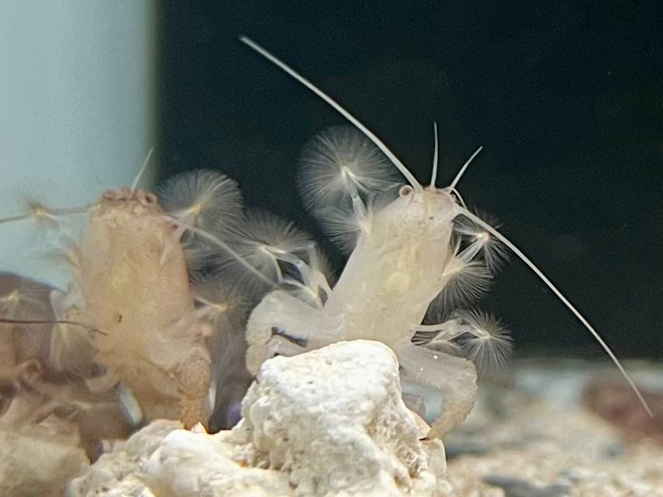 * Shrimps *  Atya gabonensis (Blue Cameroon shrimp)