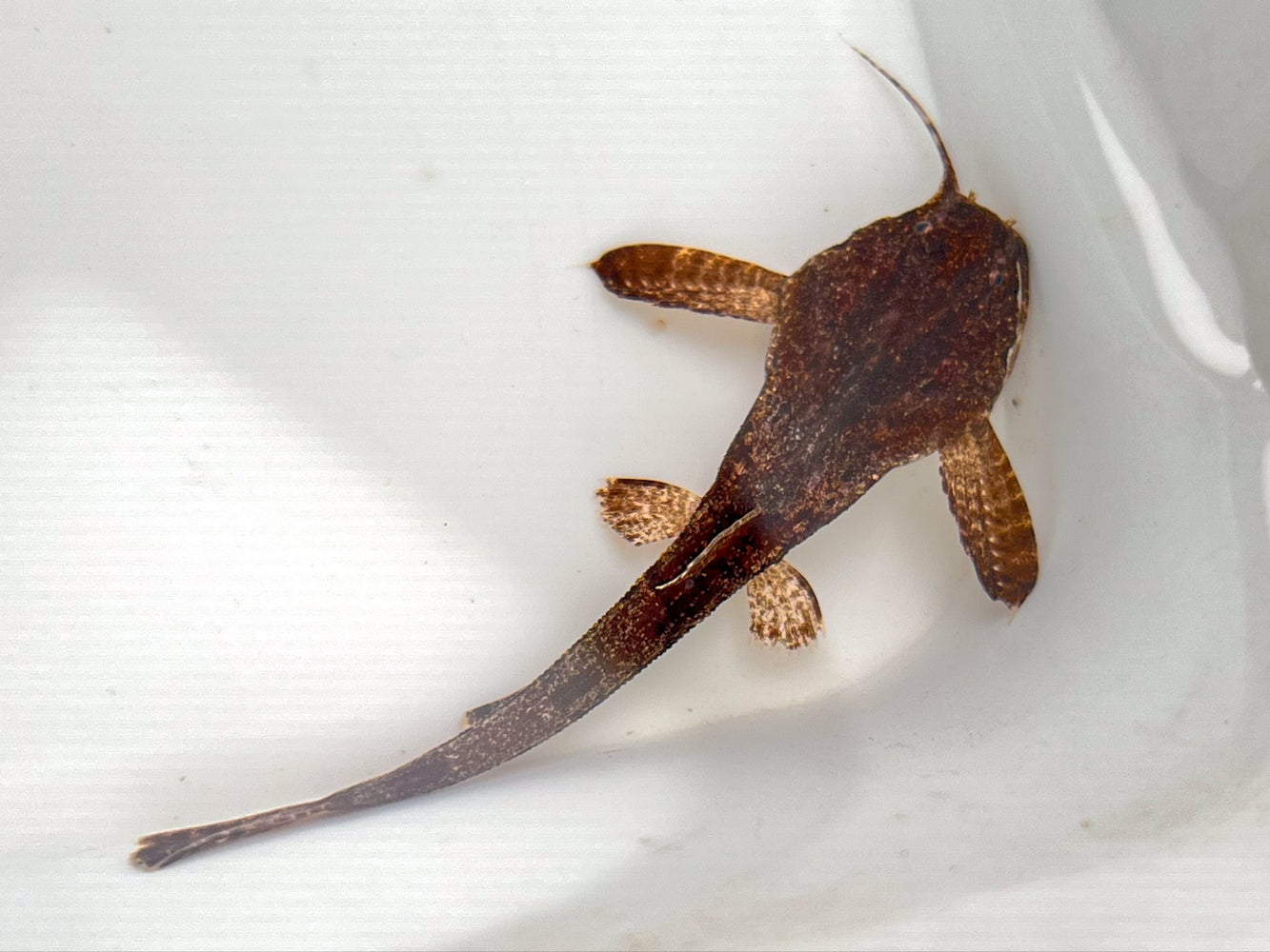 * Catfish * Bunocephalus Coracoideus (Banjo Catfish) 6-8cm