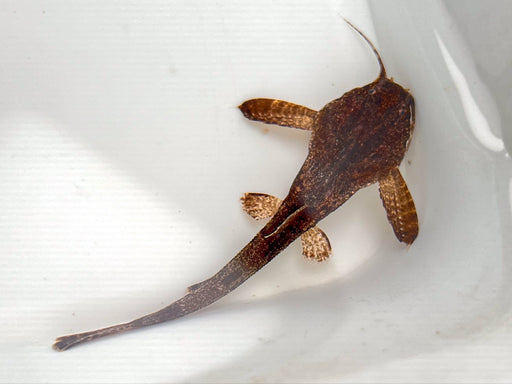 * Catfish * Bunocephalus Coracoideus (Banjo Catfish) 6-8cm