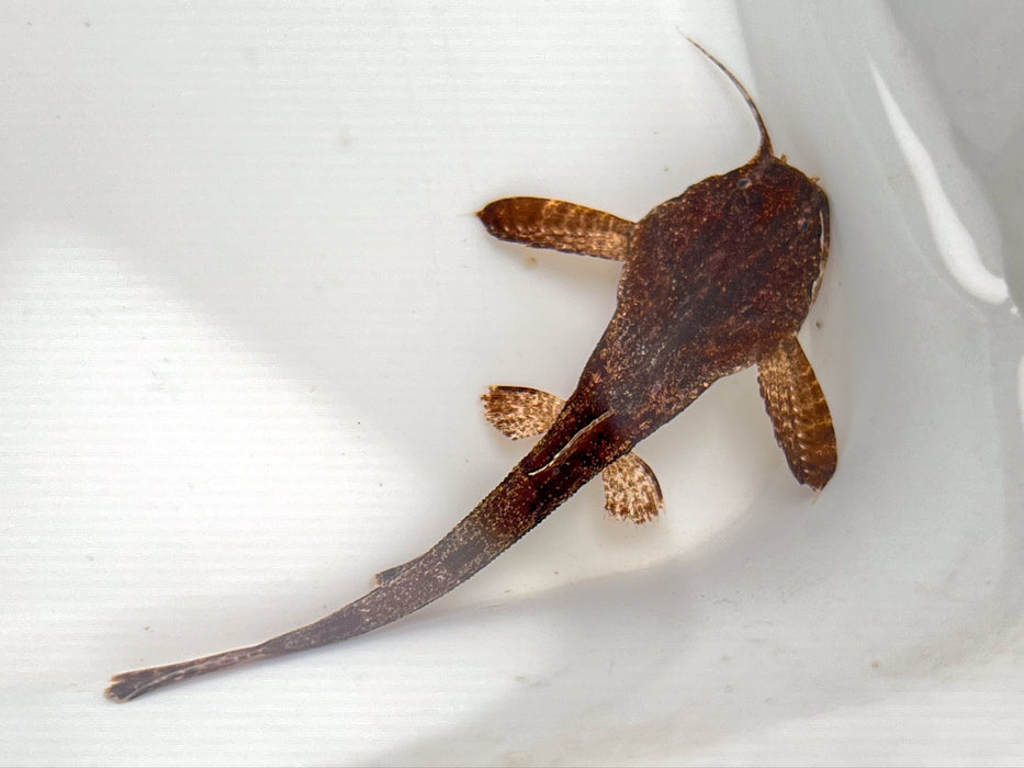 * Catfish * Bunocephalus Coracoideus (Banjo Catfish) 6-8cm