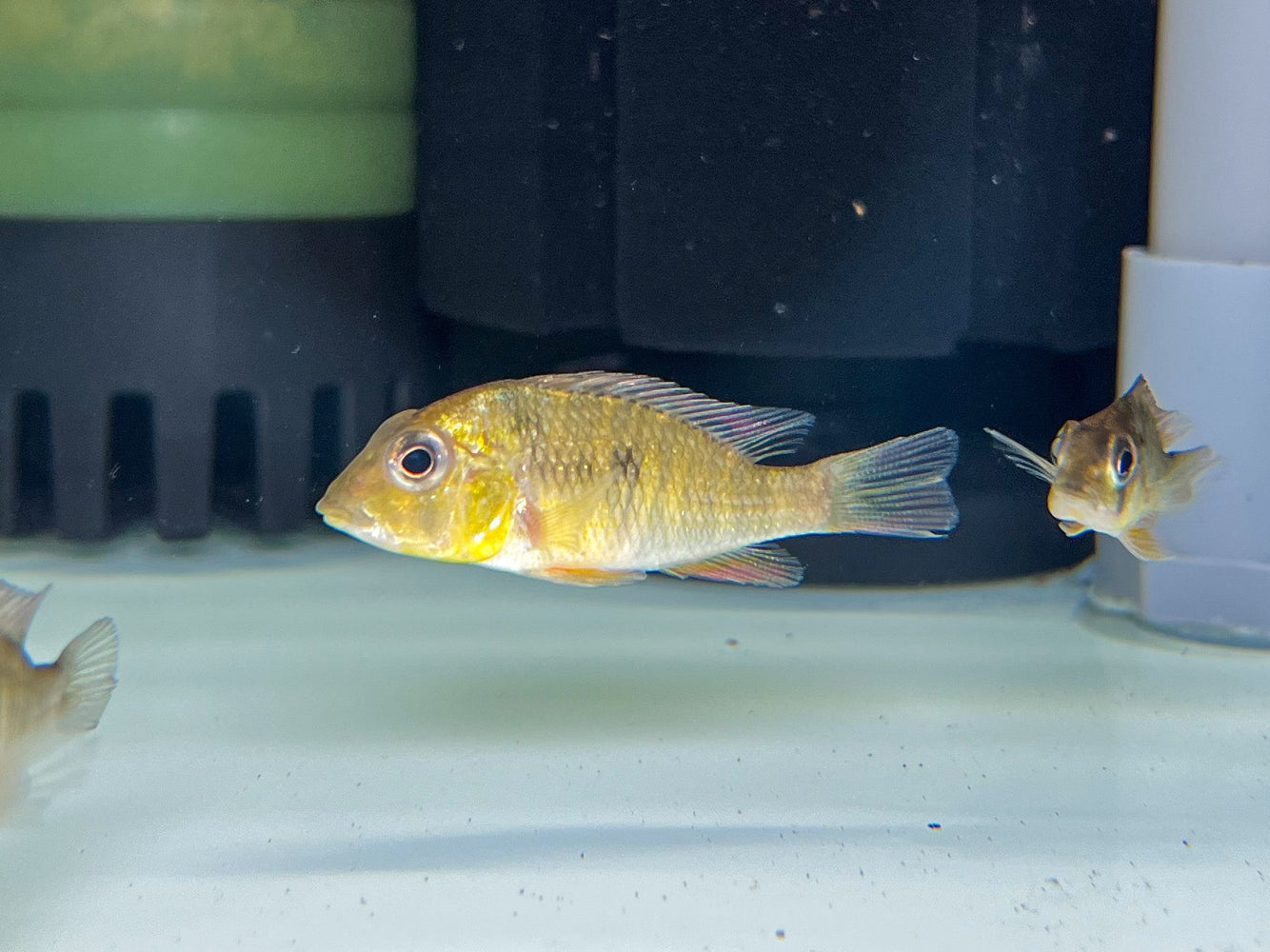 * Cichlids * Gymnogeophagus Mekinos “Rio Uruguay” 6-8cm