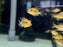 * Cichlids * Geophagus  Steindachneri (Redhill eartheater) (4-6cm)