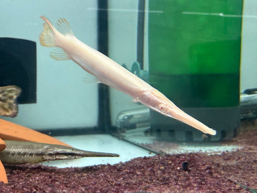 * Other Species * Lepisosteus platyrhincus ALBINO (Albino Florida Gar) 8-10cm