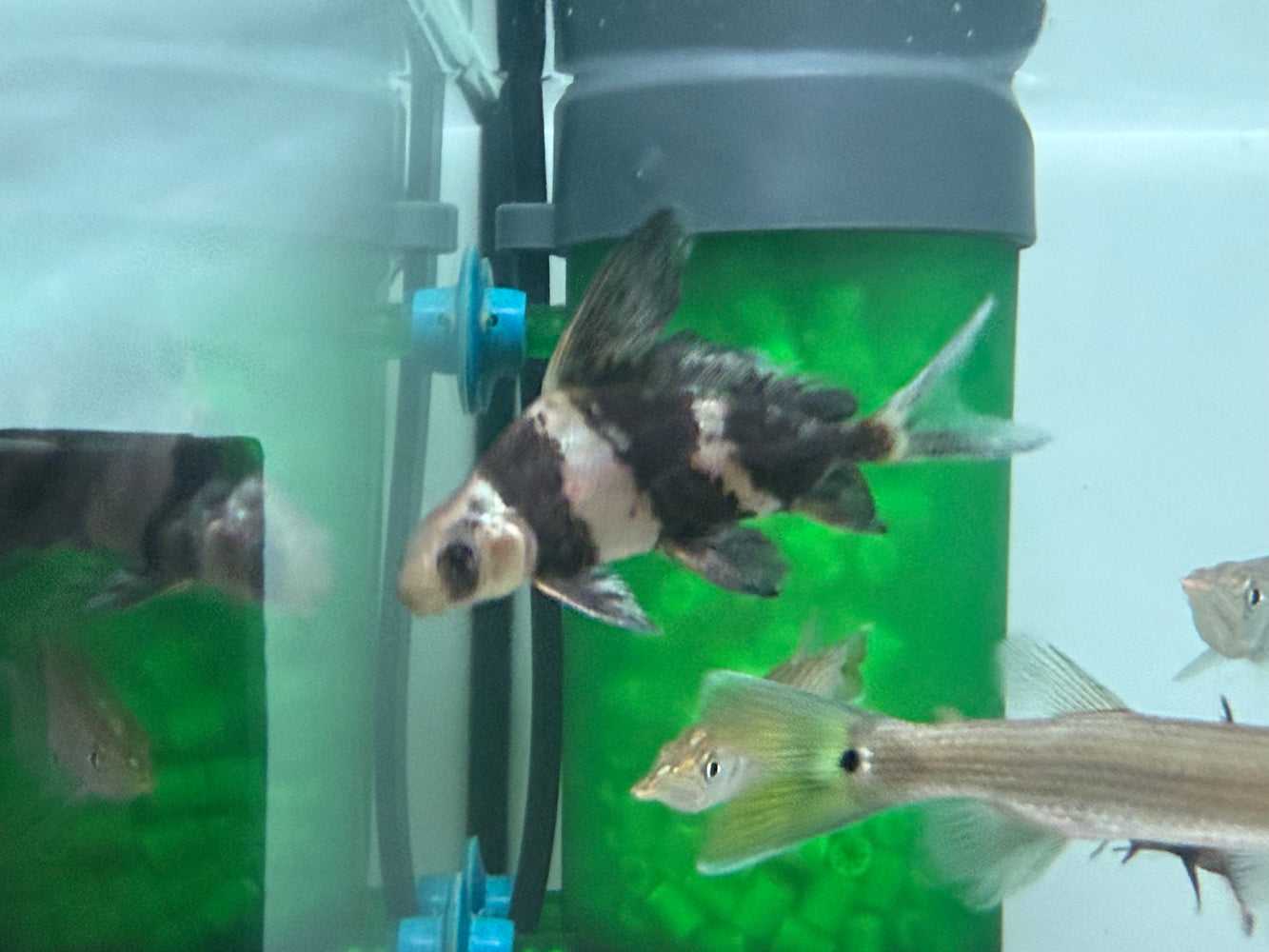 * Other Species * Myxocyprinus asiaticus (High fin loach) 6-8cm