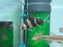 * Other Species * Myxocyprinus asiaticus (High fin loach) 6-8cm