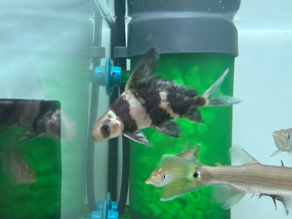 * Other Species * Myxocyprinus asiaticus (High fin loach) 6-8cm