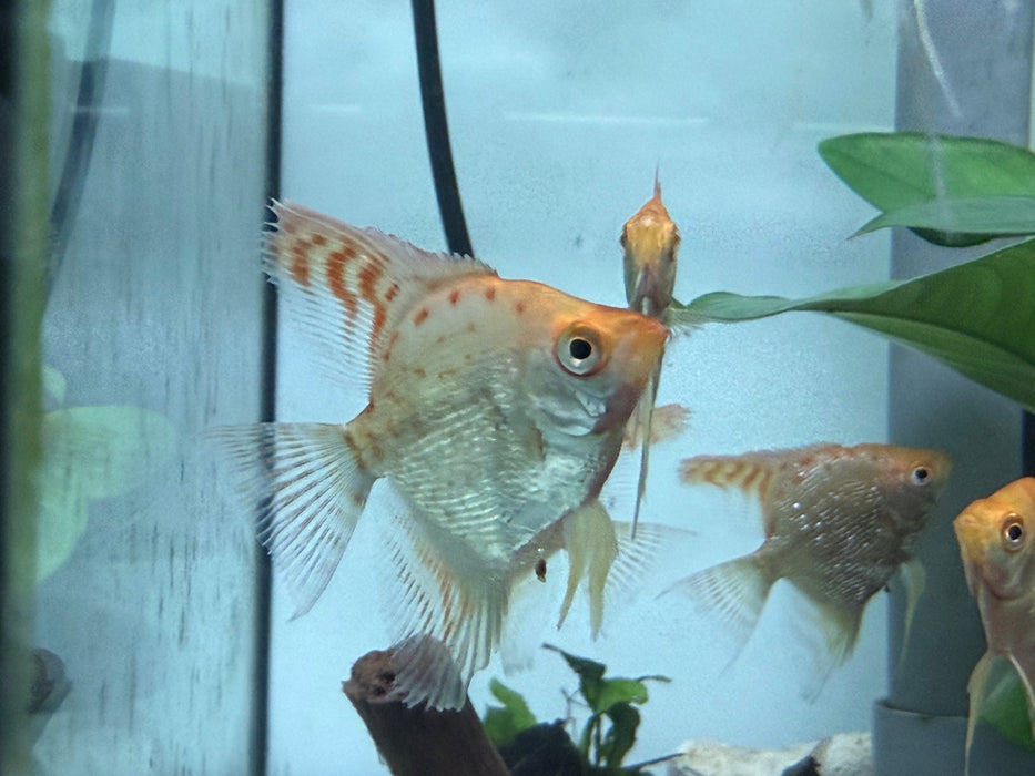 * Discus/Angelfish * Redcap Diamond Angelfish