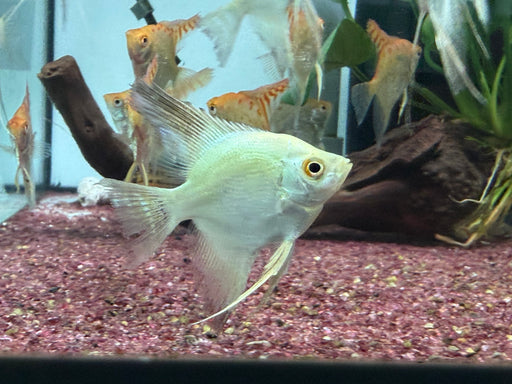 * Discus/Angelfish * Bulgarian Seal Point Angelfish (BSP)