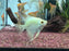 * Discus/Angelfish * Bulgarian Seal Point Angelfish (BSP)