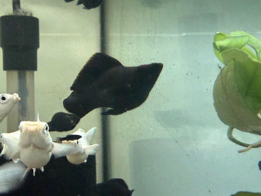 * Livebearers *  Full Black Balloon Molly