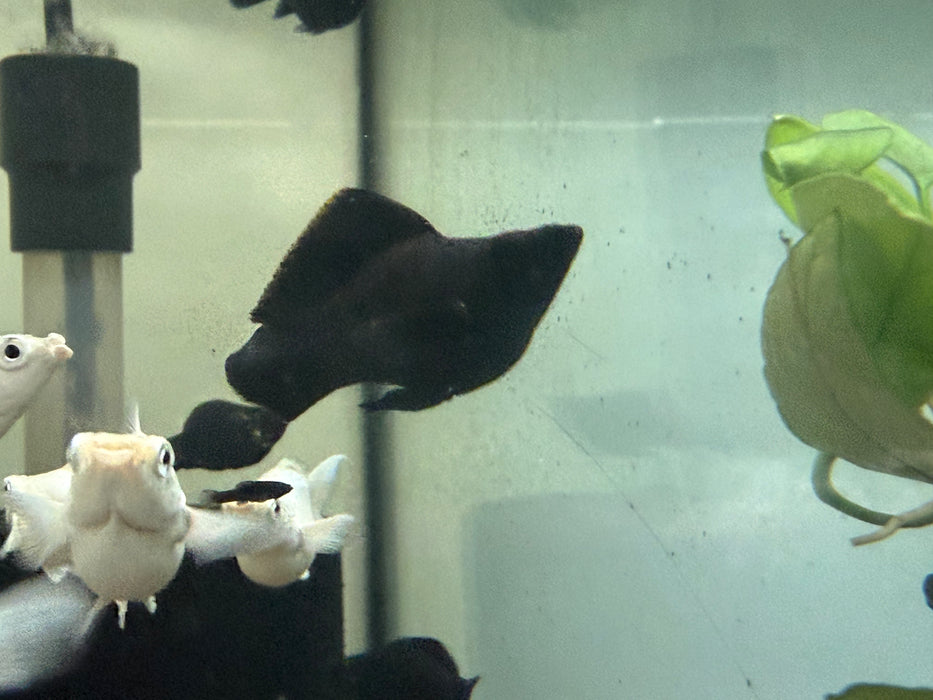 * Livebearers *  Full Black Balloon Molly