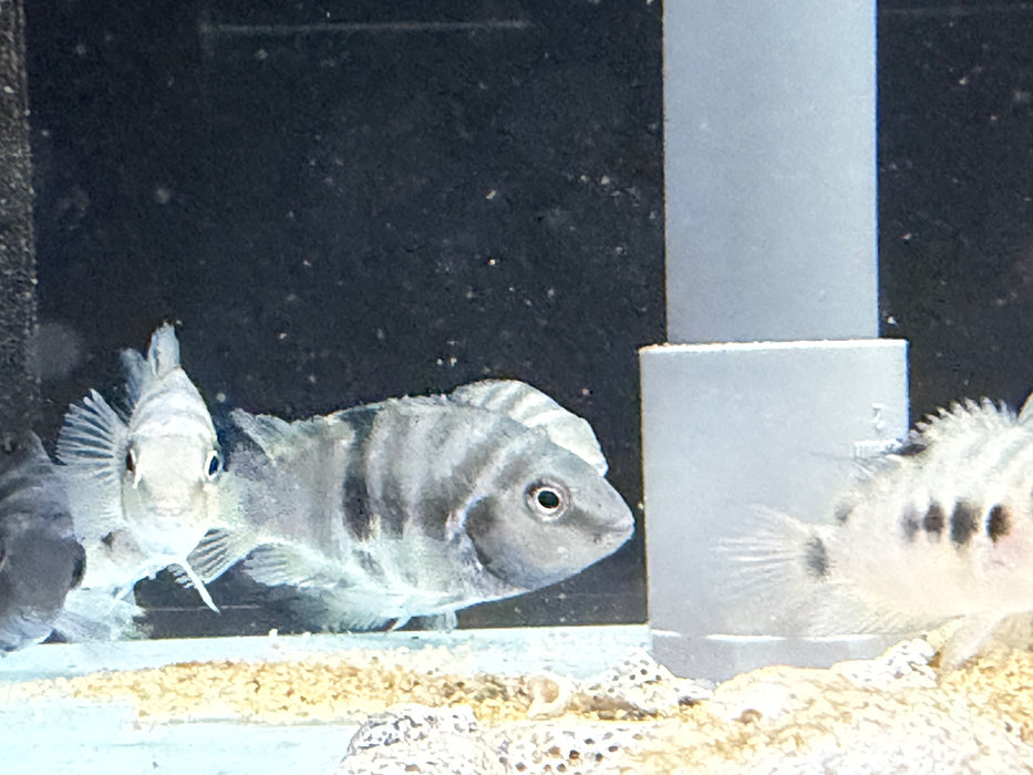 * Cichlids * Amatitlania Nigrofasciata (Convict Cichlid) 4-6cm