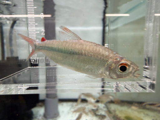 * Tetra/Barb  * Micralestes Humilis