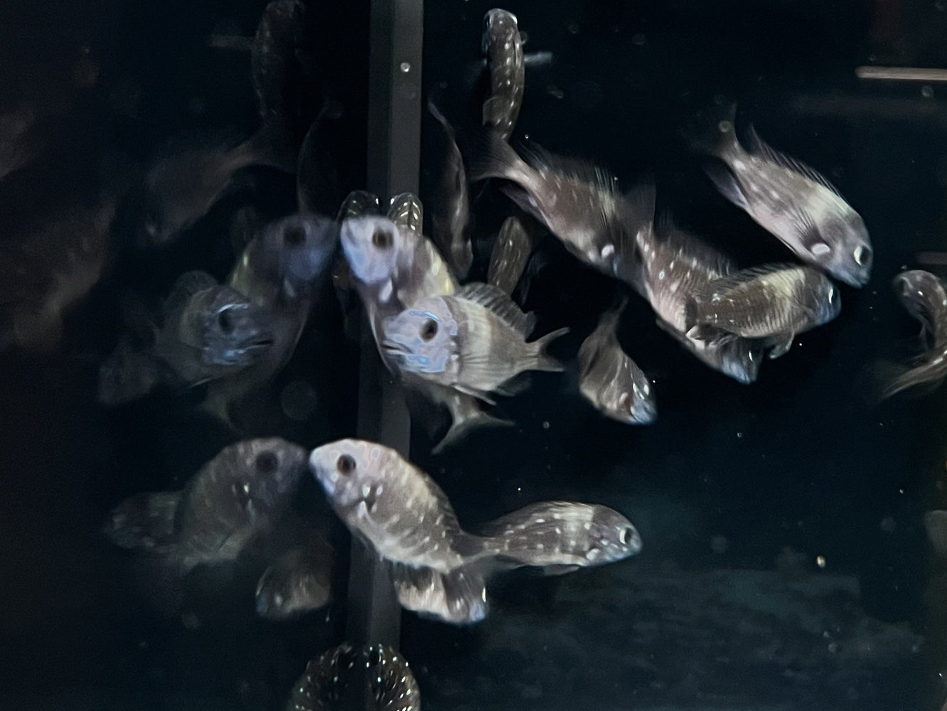 * Cichlid *  Tropheus Duboisi “MASWA”