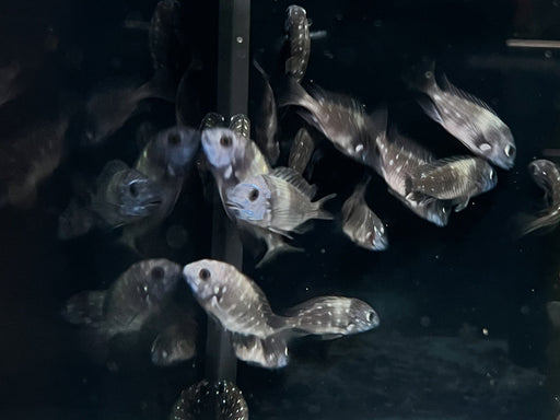 * Cichlid *  Tropheus Duboisi “MASWA”